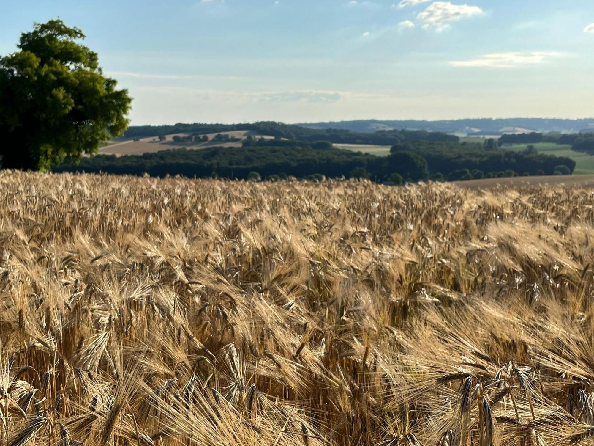 Вілла Langlade Estate Montboyer Екстер'єр фото
